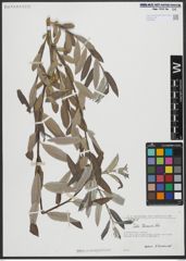 Foto von Salix turanica Nasarow